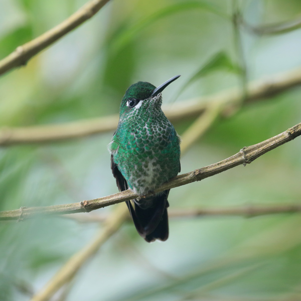 Green-crowned Brilliant